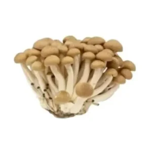 Jamur Shimeji Coklat (150gr)