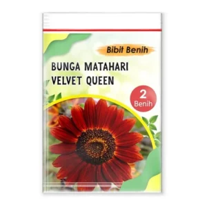 Benih Bunga Matahari Velvet Queen (isi2)